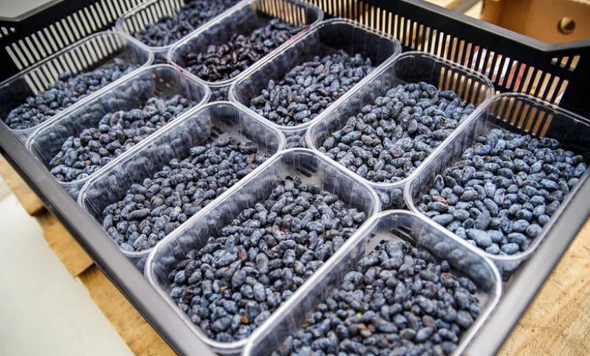 Урожай жимолості Урожай жимолості