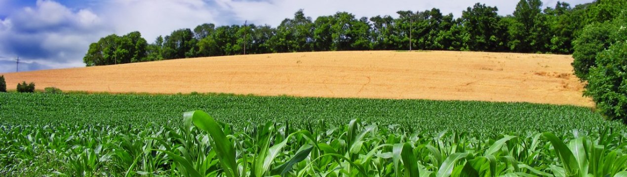 Світовий банк: інвестиції в сільське господарство Хорватії виправдані