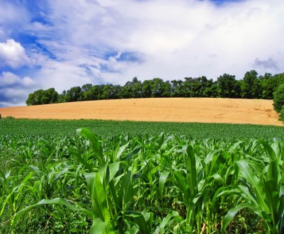 Світовий банк: інвестиції в сільське господарство Хорватії виправдані
