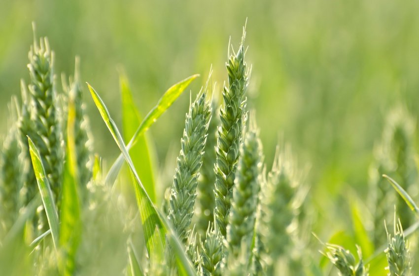 Всесвітній банк: інвестиції в сільське господарство Хорватії виправдані