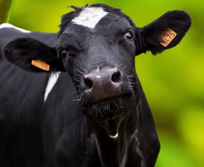 Британські фермери пробують 3D-сканер для контролю стану корів