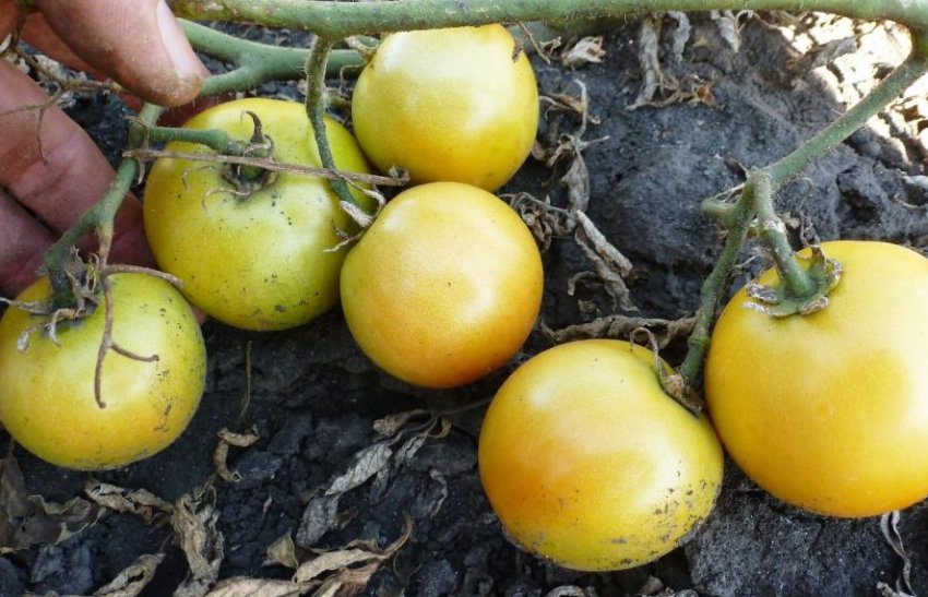 «Лонг Кіпер» «Лонг Кіпер»