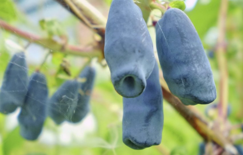 Ягоди жимолості Мальвіна