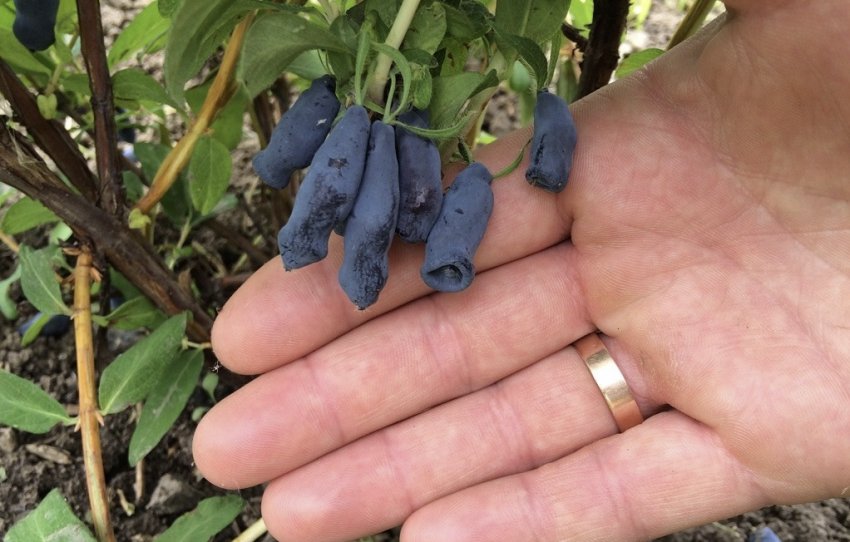 Жимолость Мальвіна