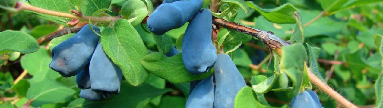 Опис сорти жимолості Мальвіна і особливості його вирощування