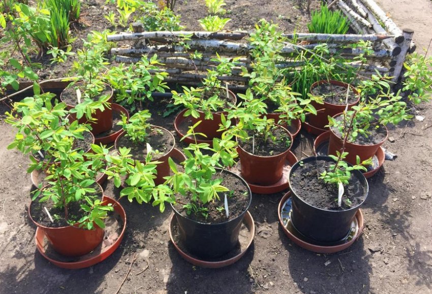 Саджанці жимолості Саджанці жимолості