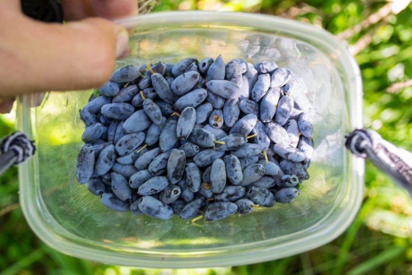 Збір урожаю Збір урожаю