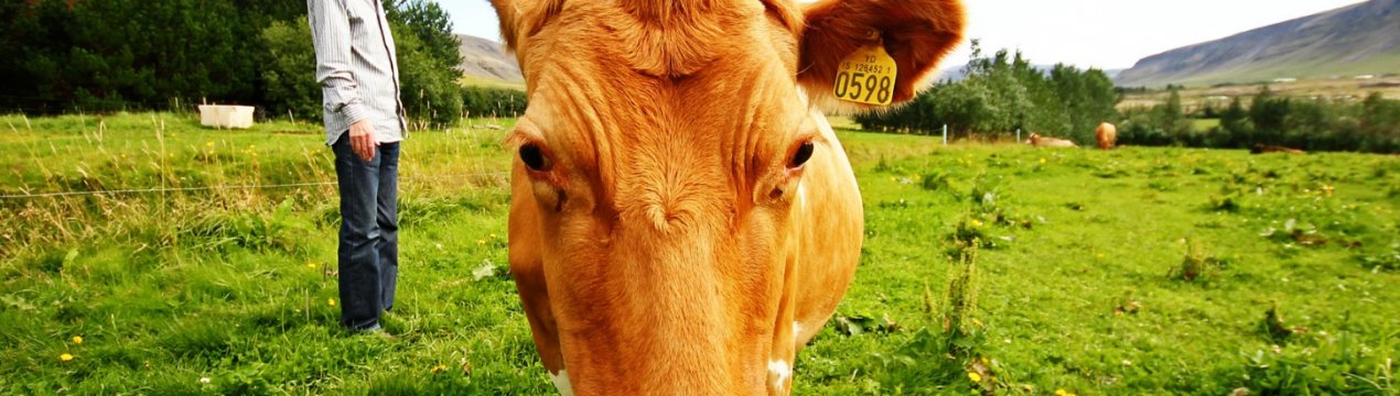 Фермерам Уельсу будуть платити за збереження навколишнього середовища