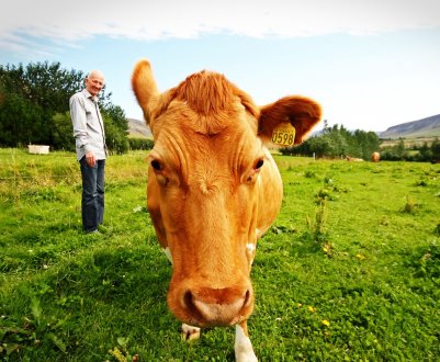 Фермерам Уельсу будуть платити за збереження навколишнього середовища