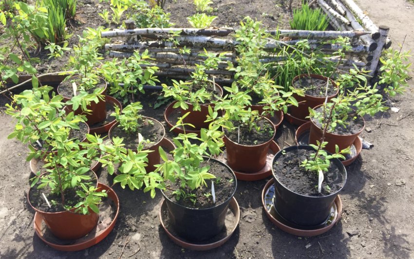 Саджанці жимолості