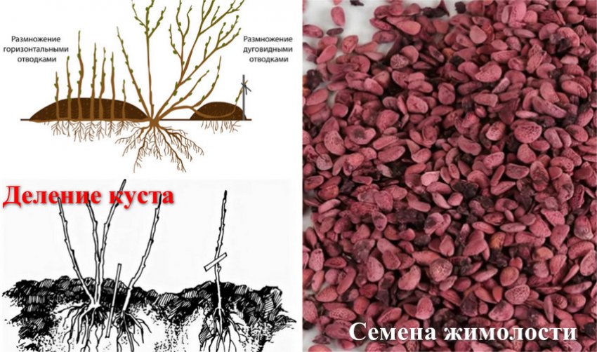 Как размножить куст жимолости. Размножение жимолости зелеными черенками. Размножение делением куста. Размножение жимолости отводками. Корневая жимолости.