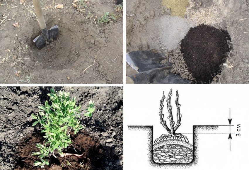 Посадка жимолості