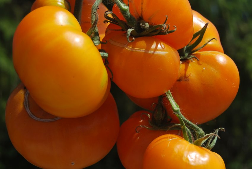 «Жираф» «Жираф»