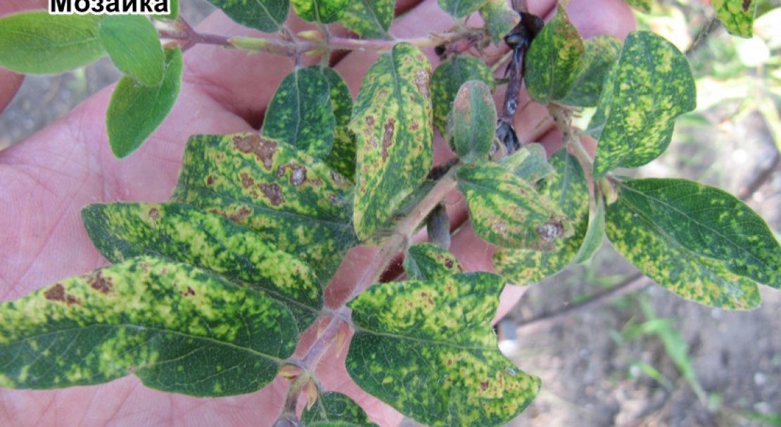 аскохитозная пятнистость жимолость. мучнистая роса дерен. рамуляриоз жимолости. церкоспороз жимолости. рамуляриоз жимолости.