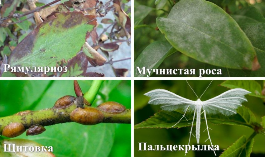 Хвороби і шкідники жимолості Хвороби і шкідники жимолості