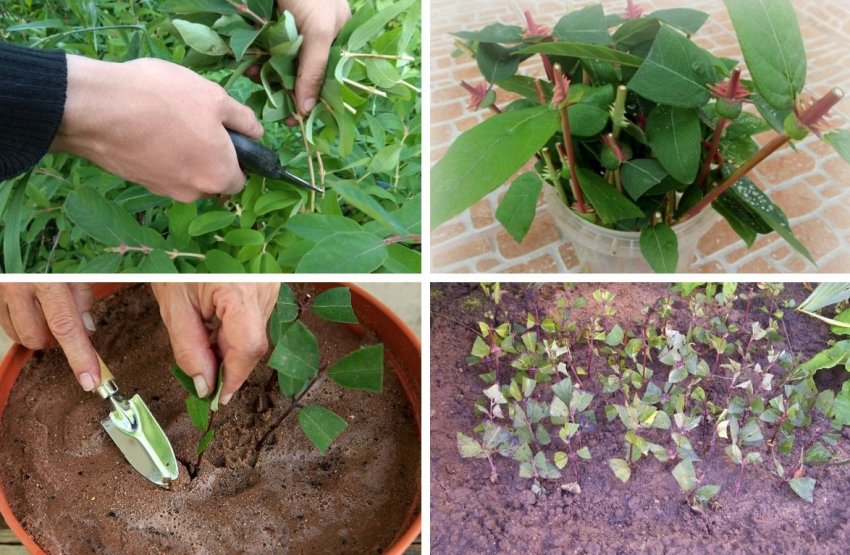 Живцювання жимолості