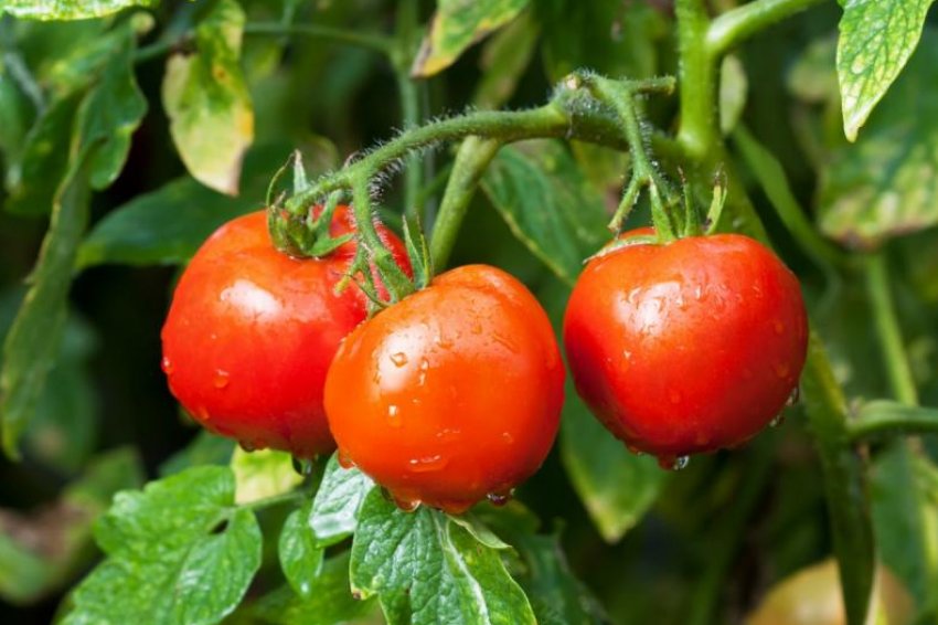 «Дубок» «Дубок»