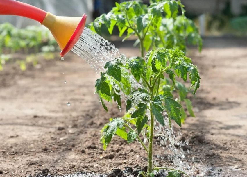 Полив томатів