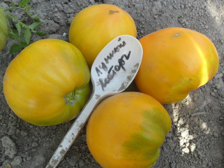 «Місячний» «Місячний»