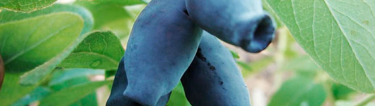 Кувшиновидная жимолость: характеристика та агротехніка сорту