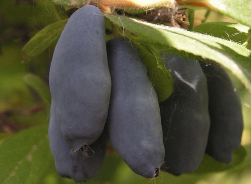 Жимолость Кувшиновидная Жимолость Кувшиновидная