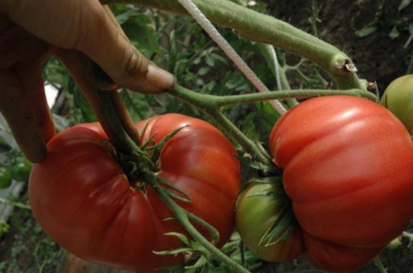 «Японський краб» «Японський краб»