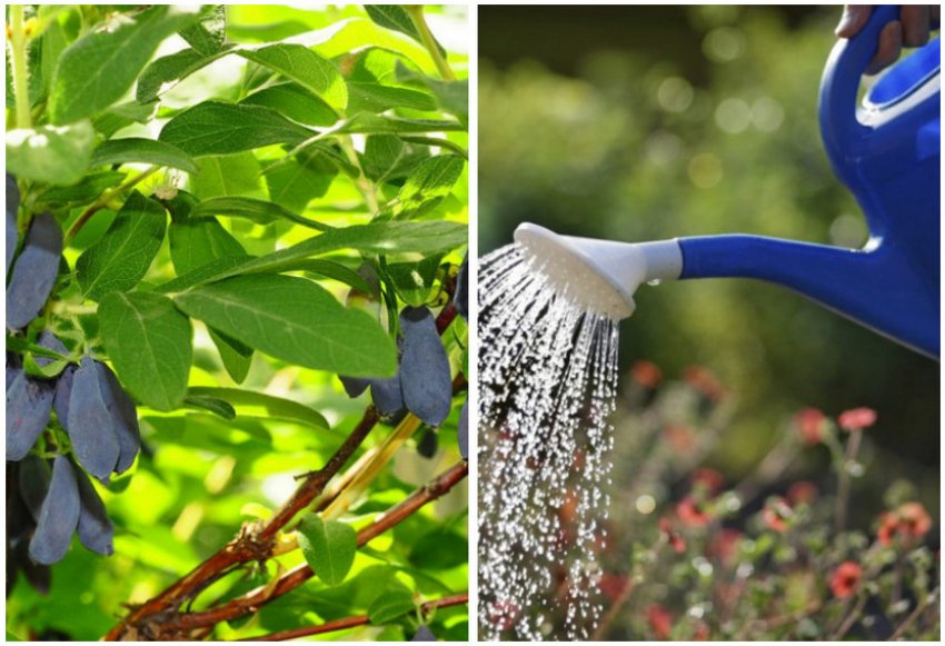 Полив жимолості Полив жимолості