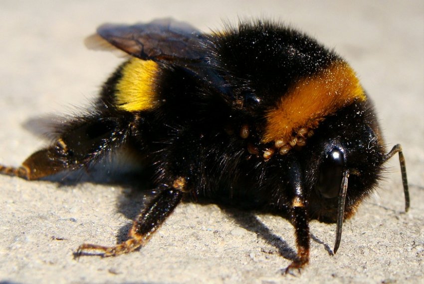 Джміль Джміль