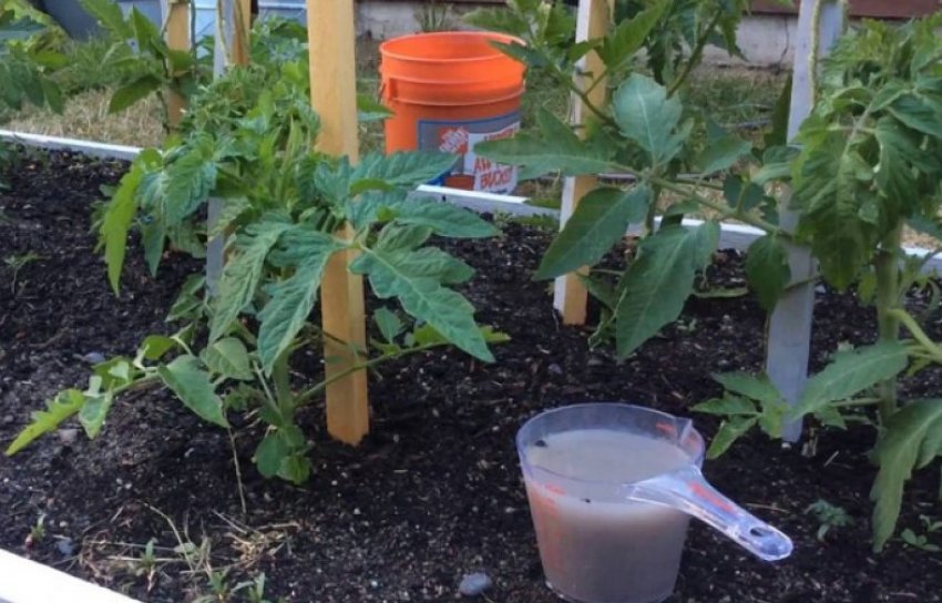 Підживлення томатів