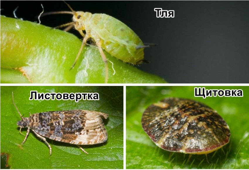 Шкідники жимолості Шкідники жимолості