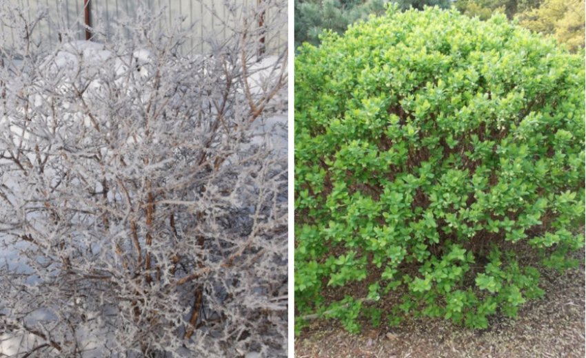 Кущ жимолості взимку і влітку Кущ жимолості взимку і влітку