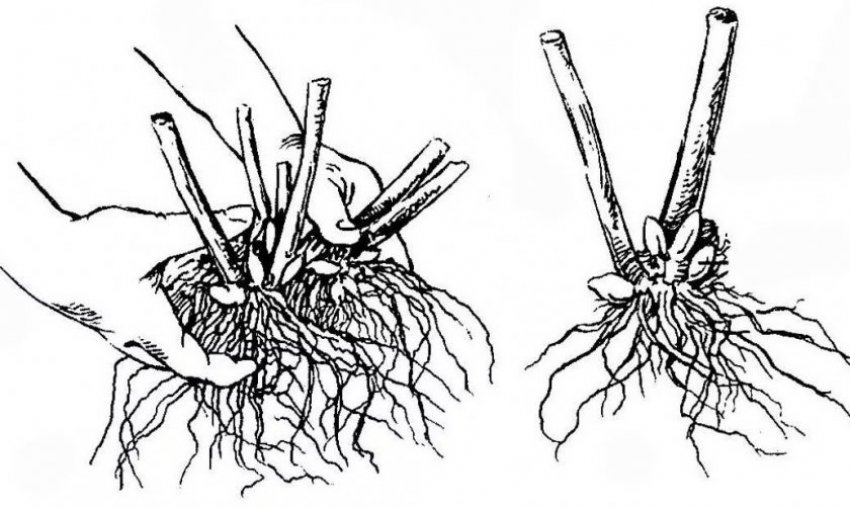 Розмноження поділом куща