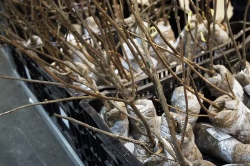 Здерев'янілі живці жимолості