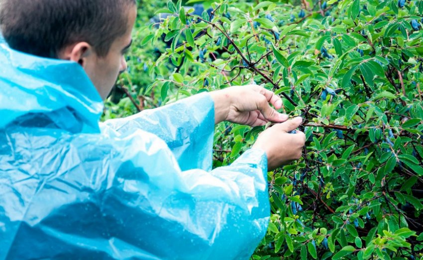 Збір жимолості Збір жимолості