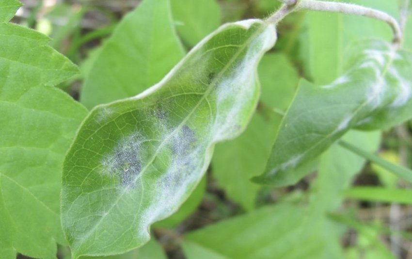 Борошниста роса на жимолості