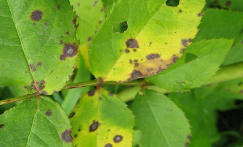 Пурпурова плямистість Пурпурова плямистість