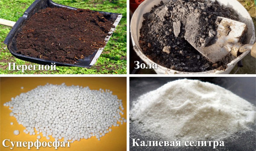 Добрива для грядок Добрива для грядок