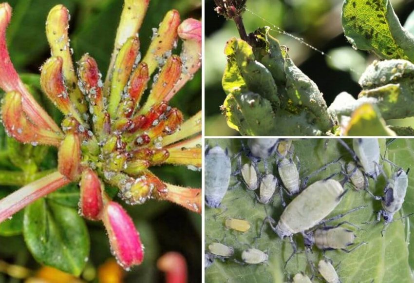 Попелиця на жимолості