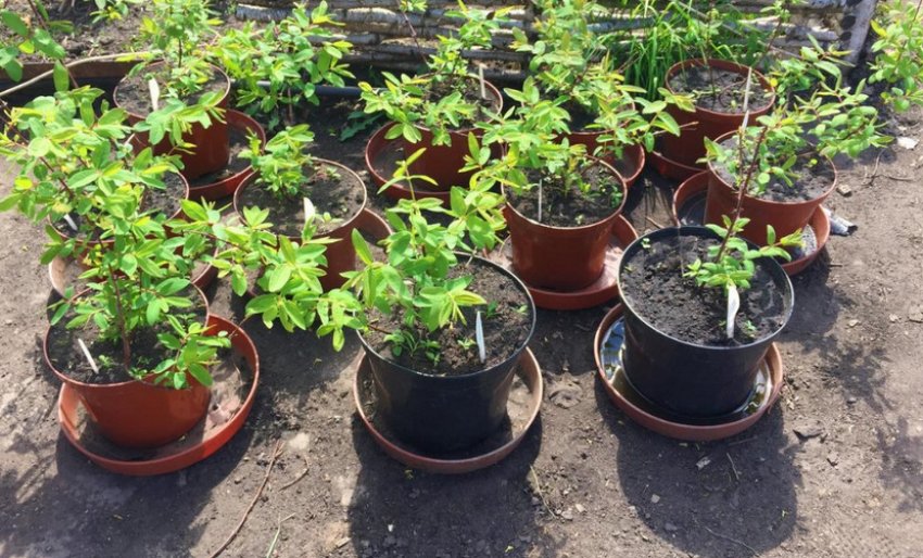 Саджанці жимолості Саджанці жимолості