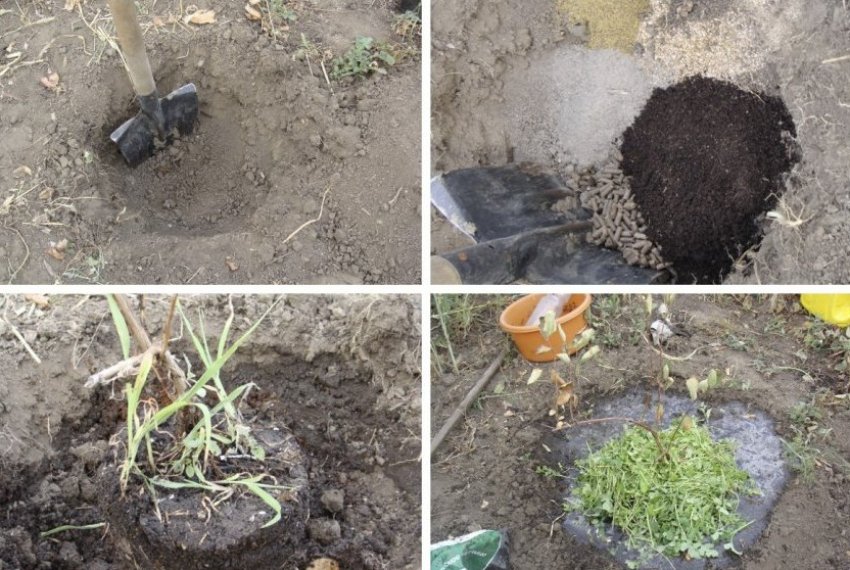 Посадка жимолості Посадка жимолості