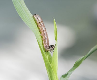 Китай виявив армійського хробака в зернових культурах в провінції Ганьсу