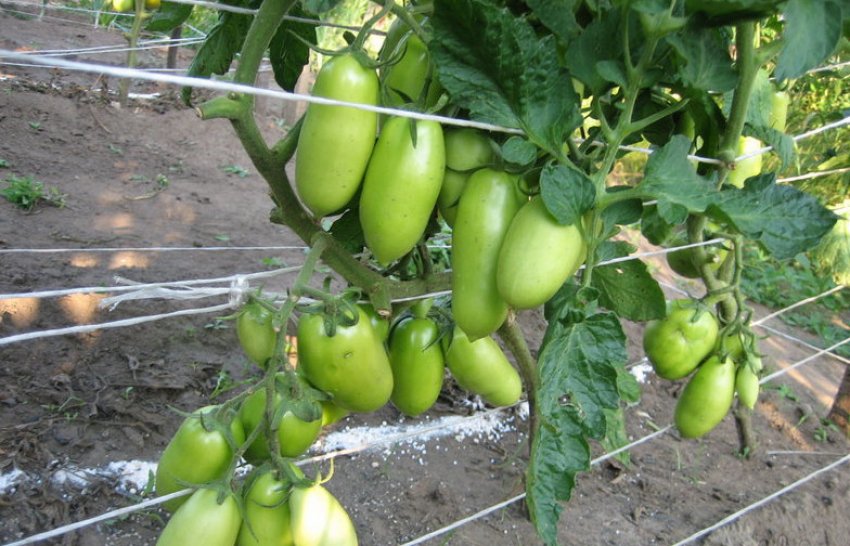 Підв'язування кущів