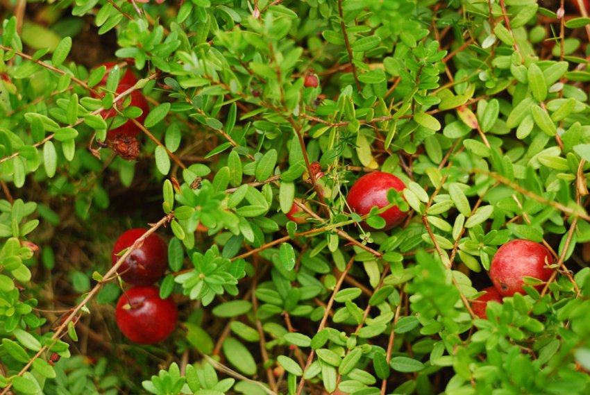 Журавлина Стівенс