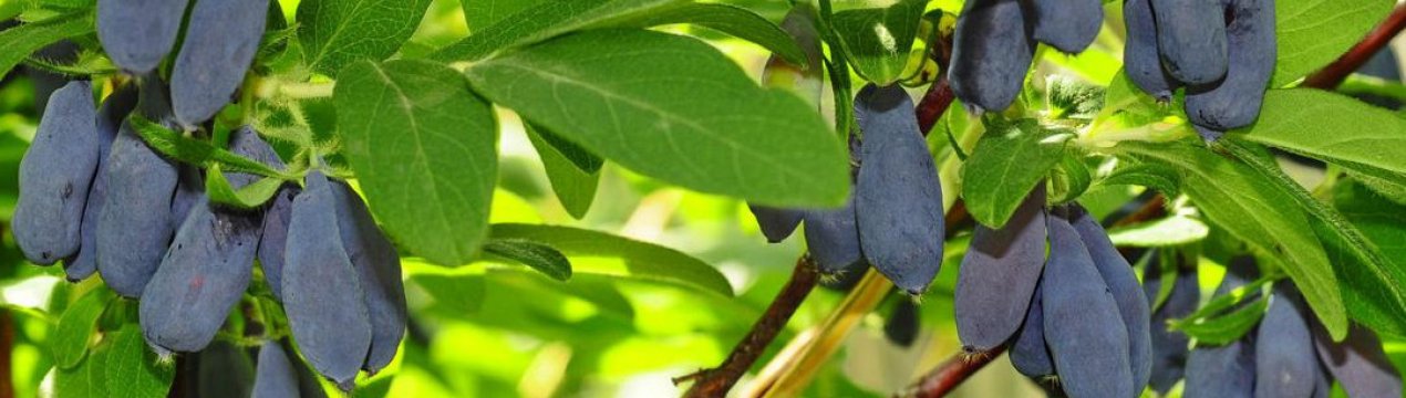 Жимолость сорти Родзинка: характеристика та особливості вирощування