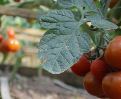 Білі плями на томатах у теплиці: причини і методи позбавлення, профілактика