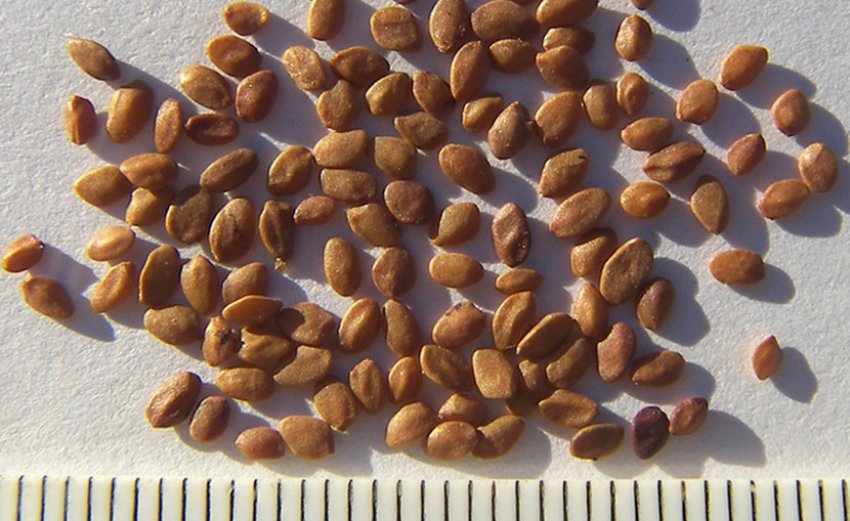 Насіння жимолості Насіння жимолості