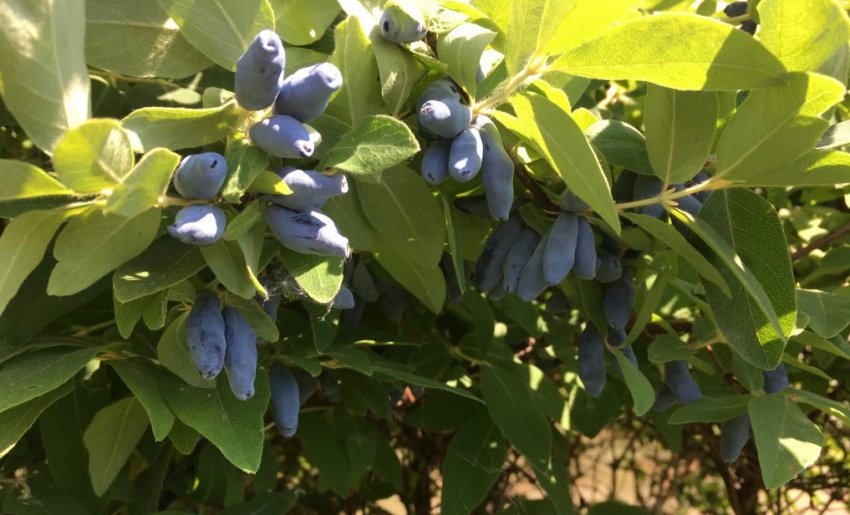 Жимолость сорти Родзинка