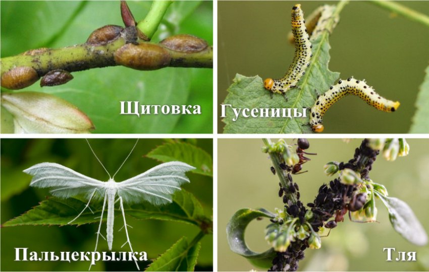 Шкідники жимолості Шкідники жимолості