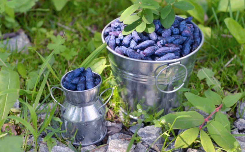 Збір врожаю жимолості Збір врожаю жимолості