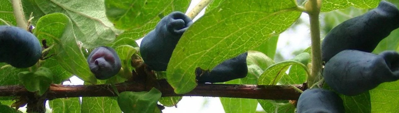 Жимолость їстівна сорти Зинри: основні характеристики